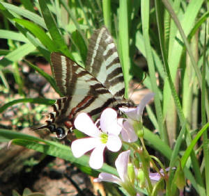 zebra swallowtail talbot.jpg