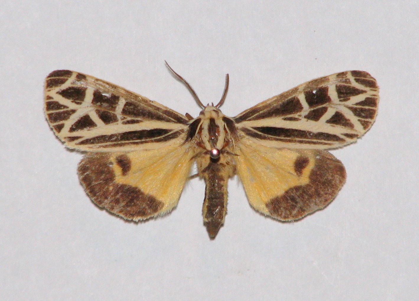 anna tiger moth.jpg