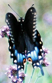 black swallowtail female.jpg