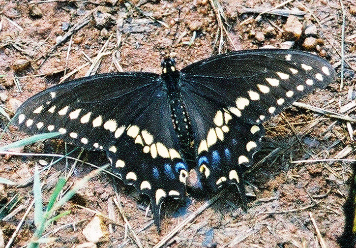 black swallowtail male1.jpg