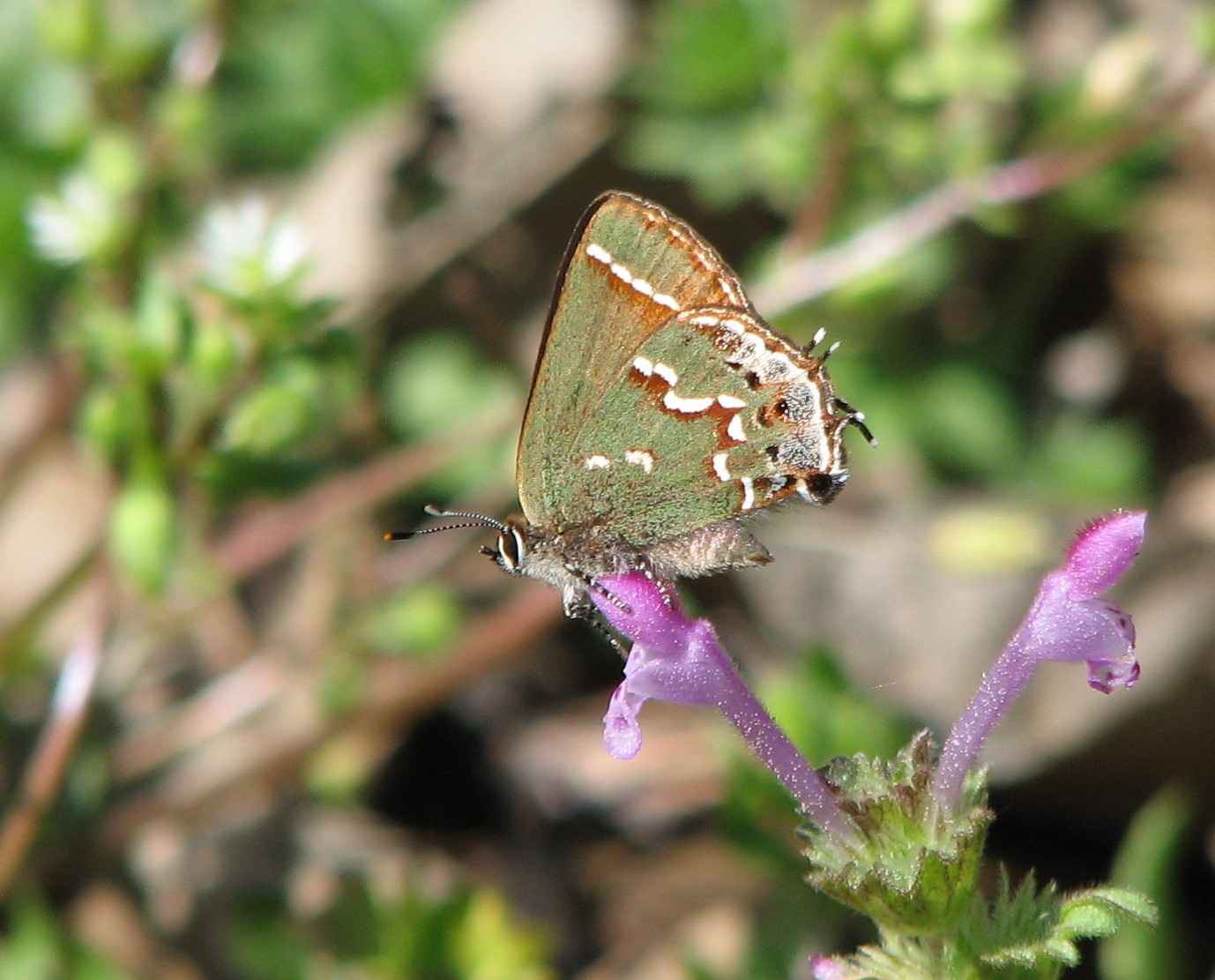 Olive Hairstreak Upson County March 2008.jpg