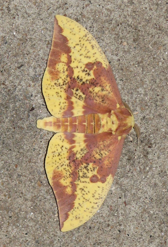 imperial moth butts county eric beohm.jpg