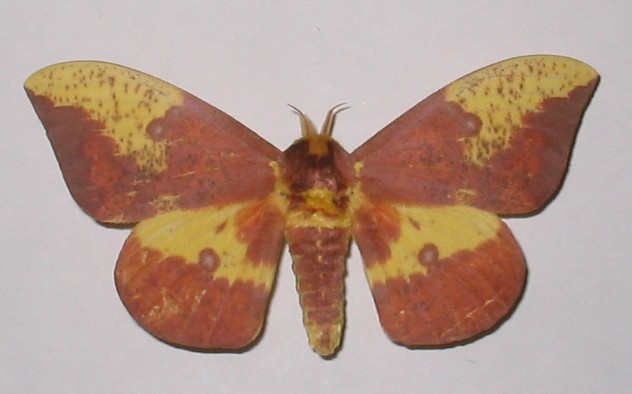 imperial moth red variant.jpg
