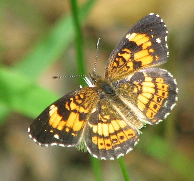 silvery checkerspot.jpg