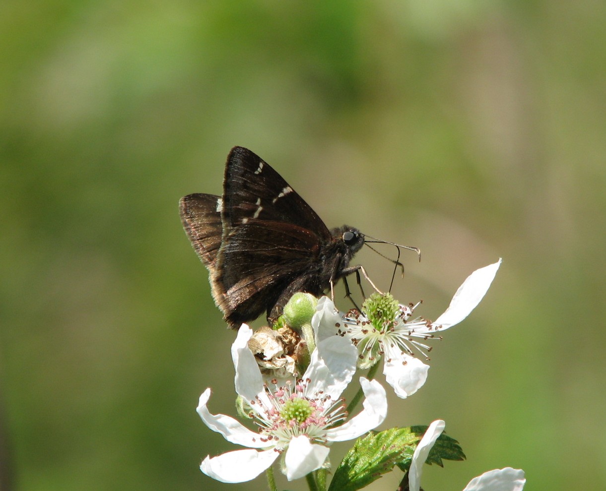 southern cloudywing with reduced markings.jpg